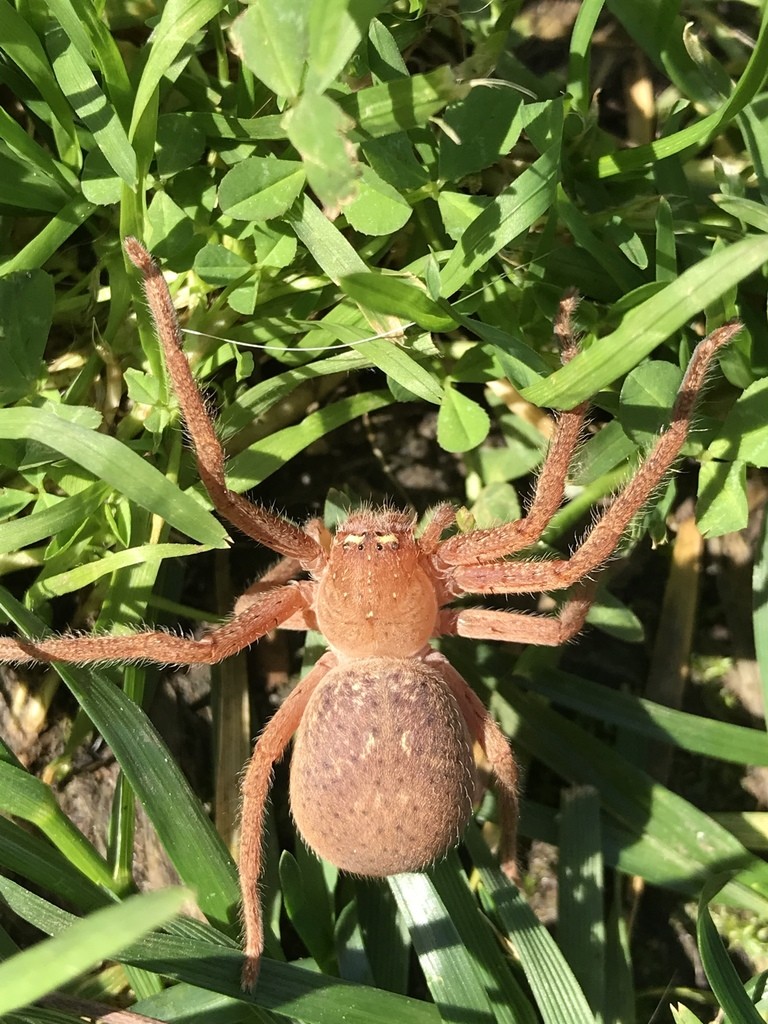 Neosparassus diana (Neosparassus diana) - Picture Insect, image size:768x1024