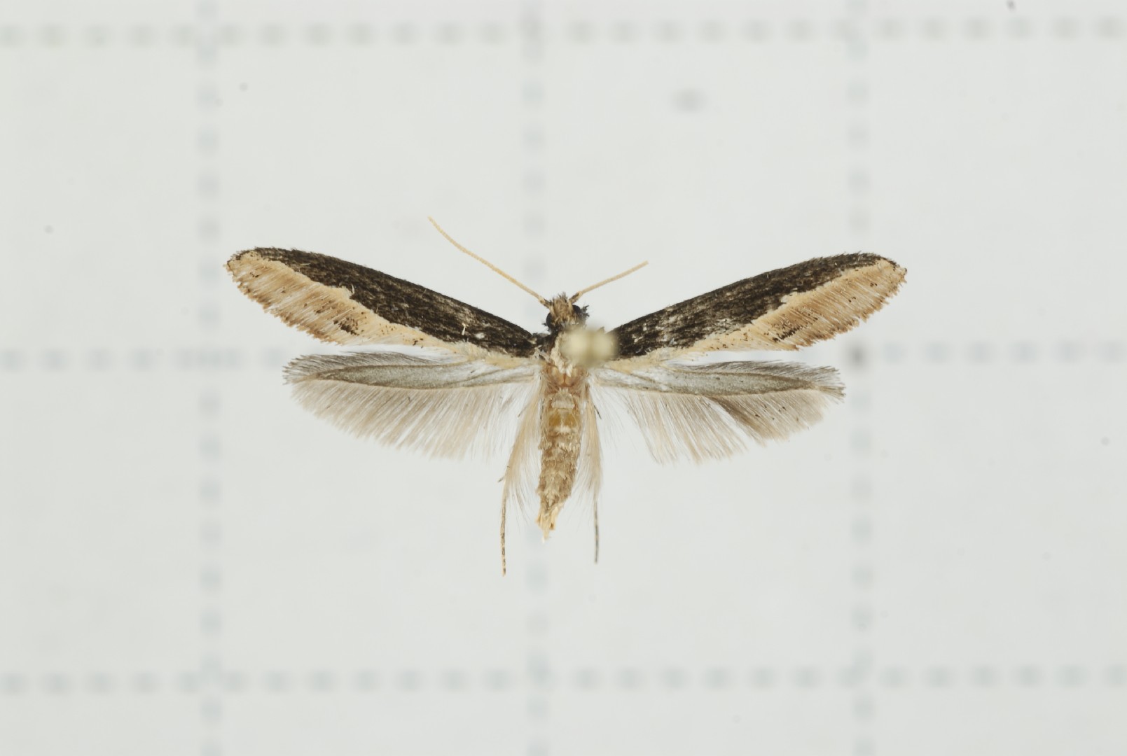 Pyloetis (Pyloetis)