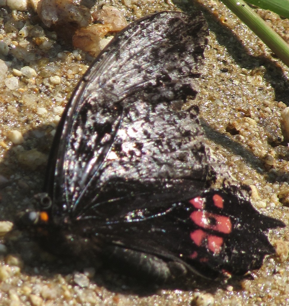 Swallowtails (Papilio)