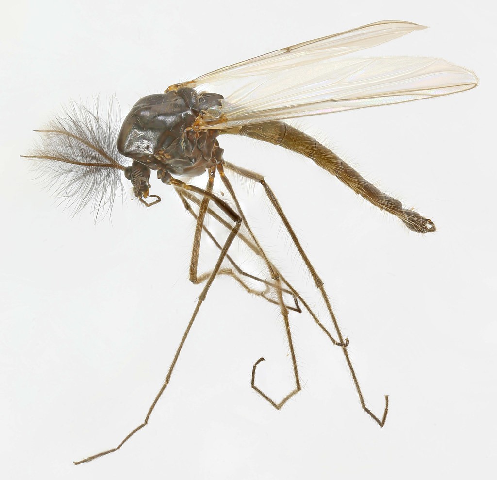 Microtendipes (Microtendipes)