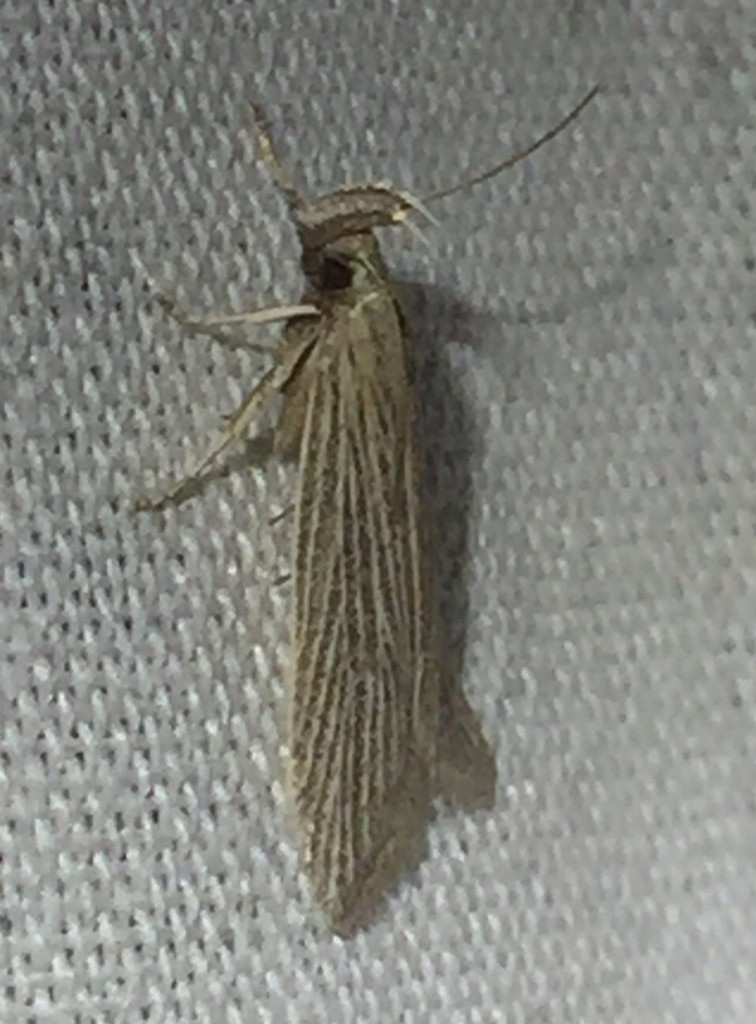 Chionodes figurella (Chionodes figurella) Picture Insect