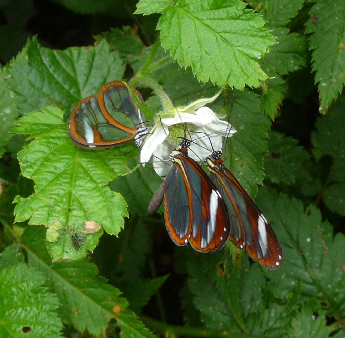 Patilla clearwing