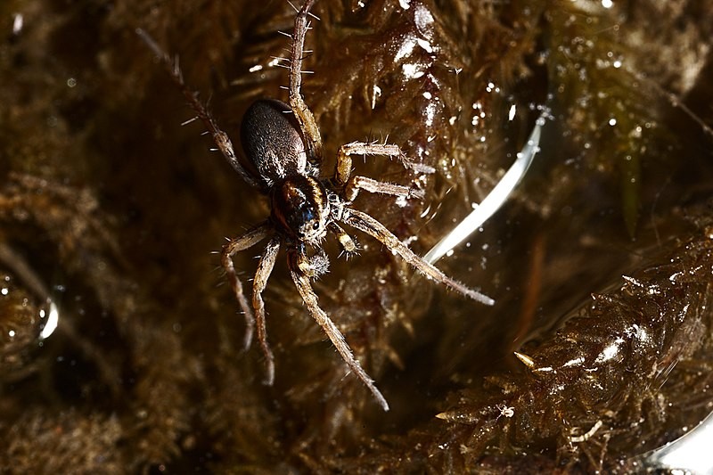 thin-legged wolf spider