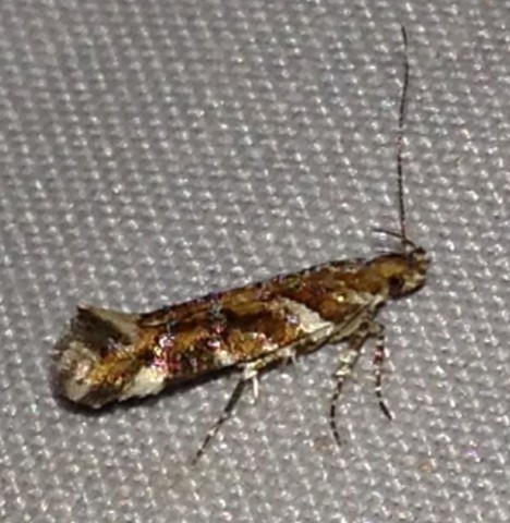 Aristotelia (Aristotelia)