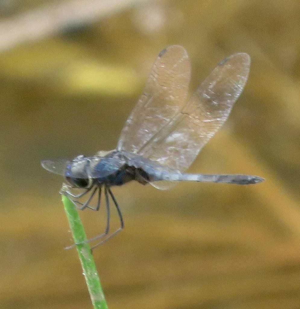 Metallic pennants (Idiataphe)