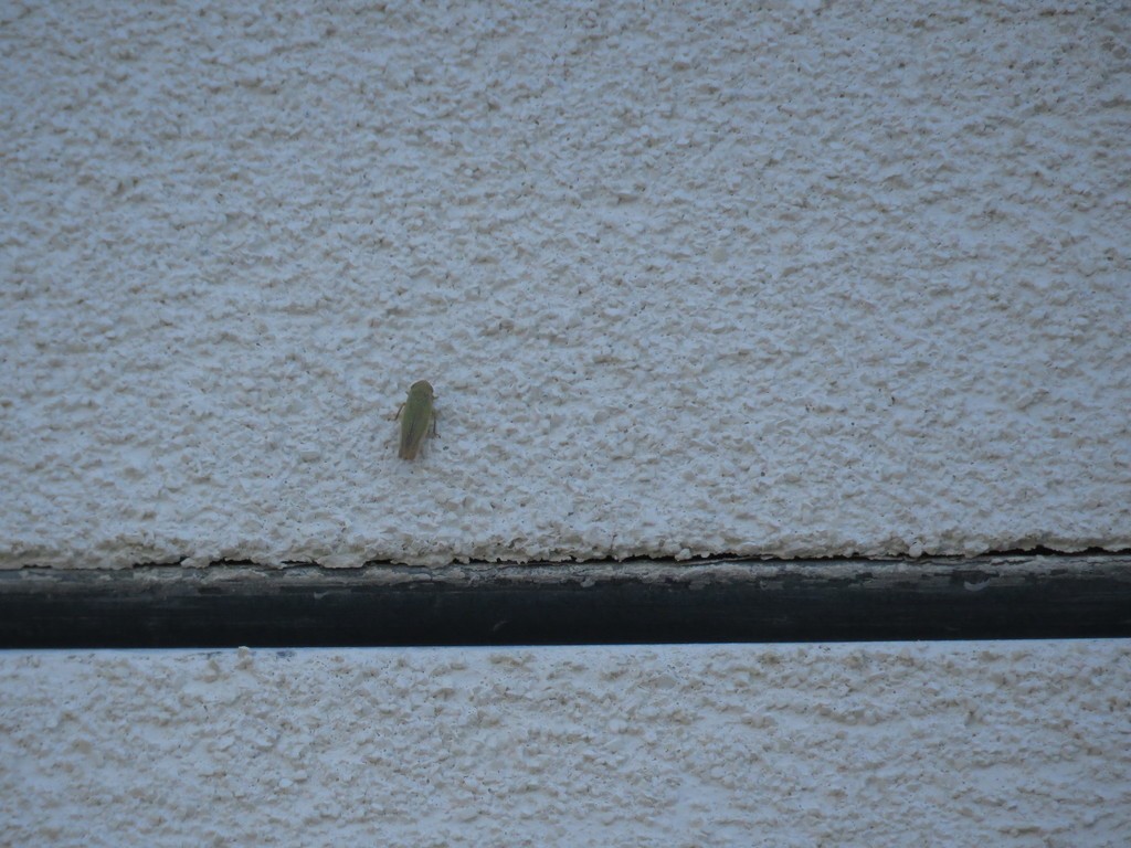 Gloridonus (Gloridonus)