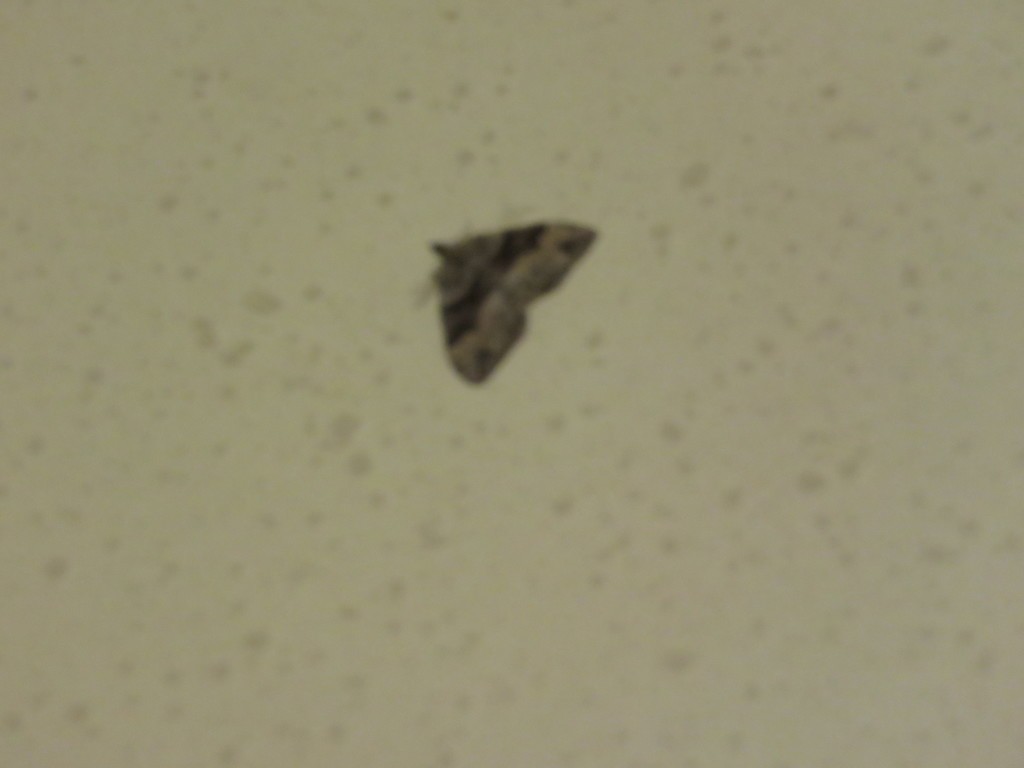 Xanthorhoe (Xanthorhoe)