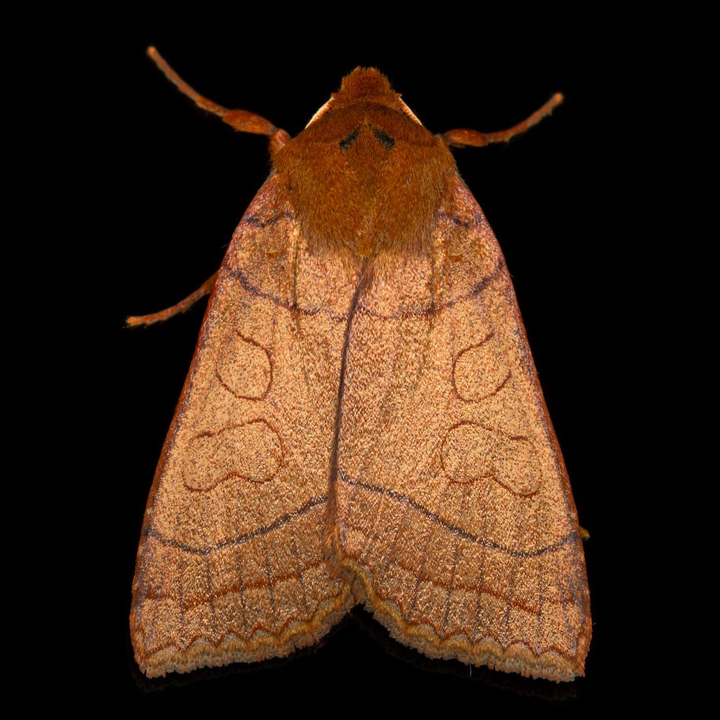 Metaxaglaea (Metaxaglaea)