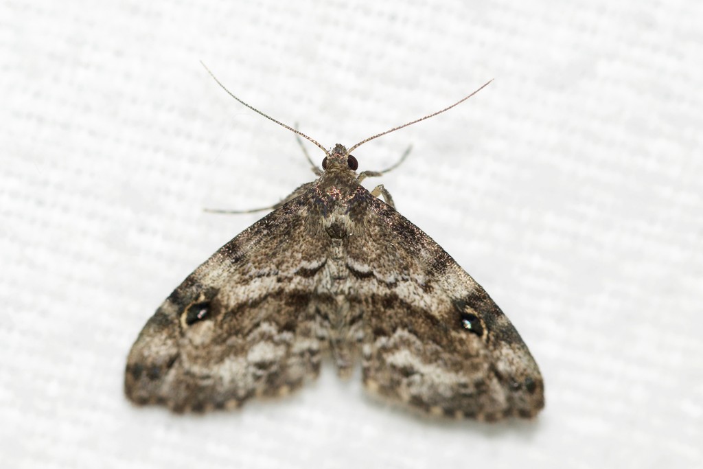 Melanomma (Melanomma)