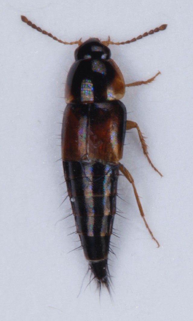 Tachyporus (Tachyporus)