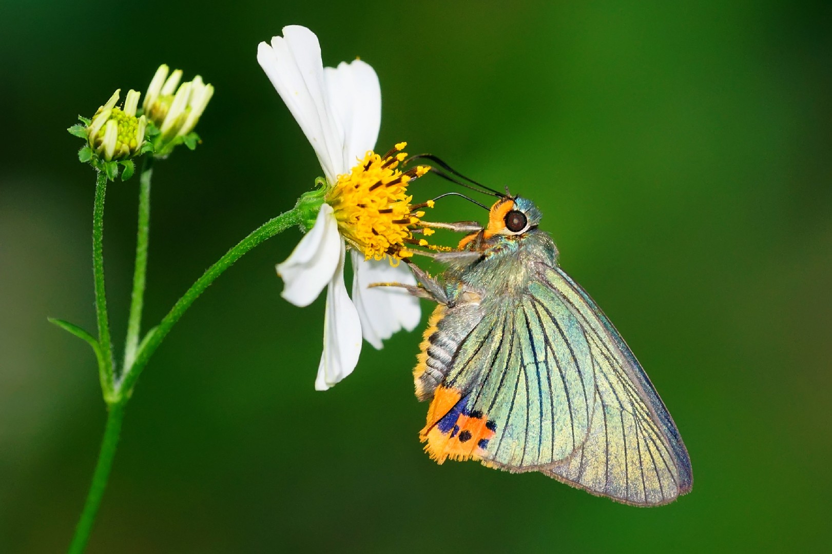 綠弄蝶屬 (Choaspes)