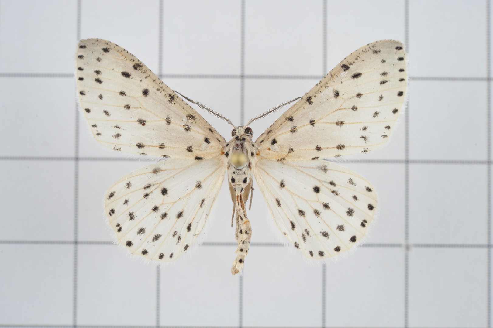 Xenoplia (Xenoplia)