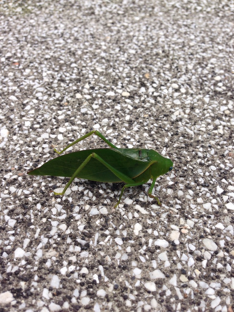 Lamprophyllum (Lamprophyllum)