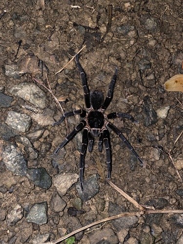 Common puerto rican brown tarantula