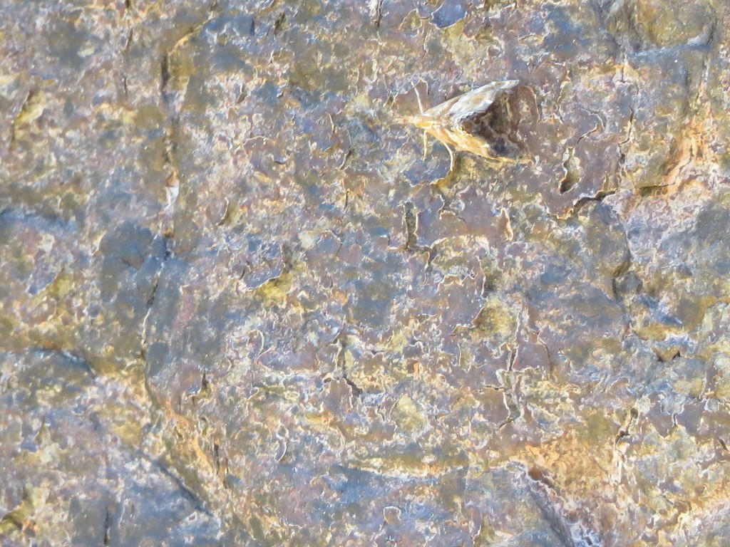 Dicymolomia (Dicymolomia)