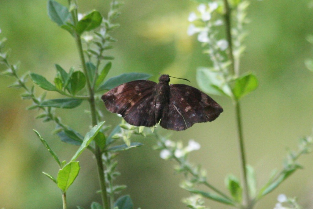 Achlyodes mithridates