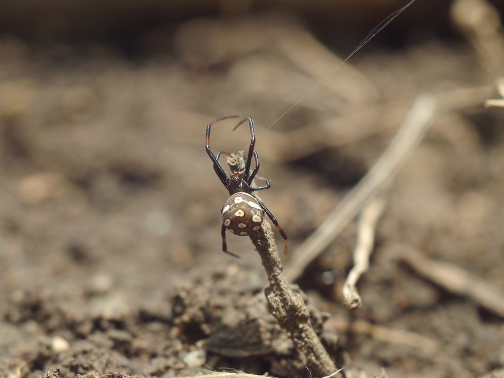 Каракурт (Latrodectus tredecimguttatus) - Picture Insect