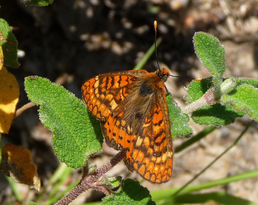 Marsh fritillary