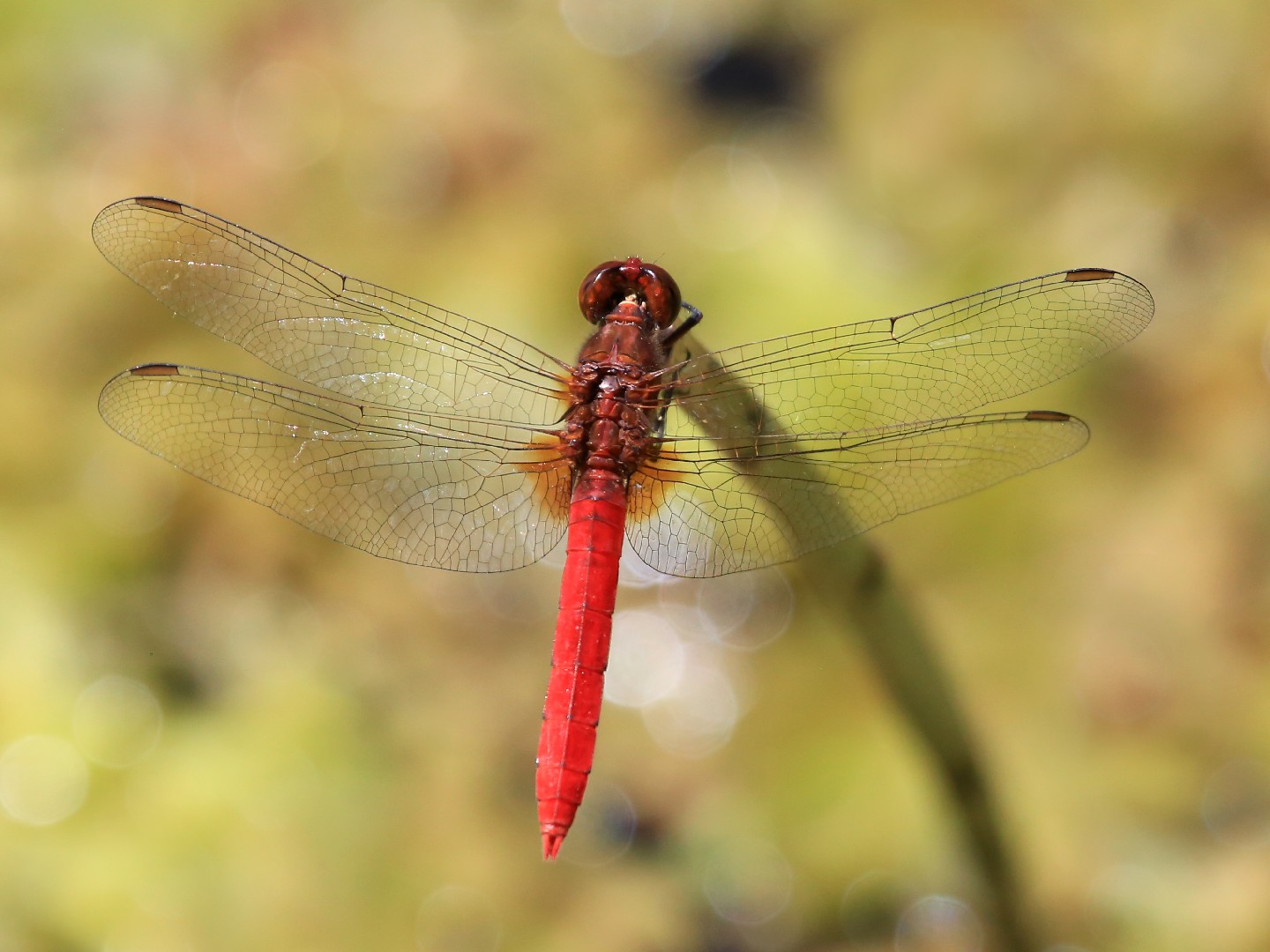 Rhodothemis (Rhodothemis)