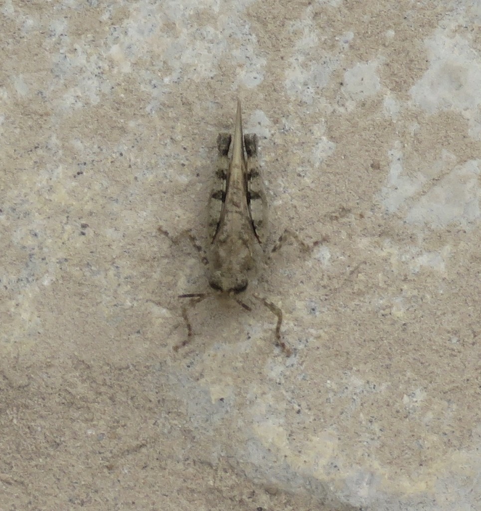 Encoptolophus (Encoptolophus)