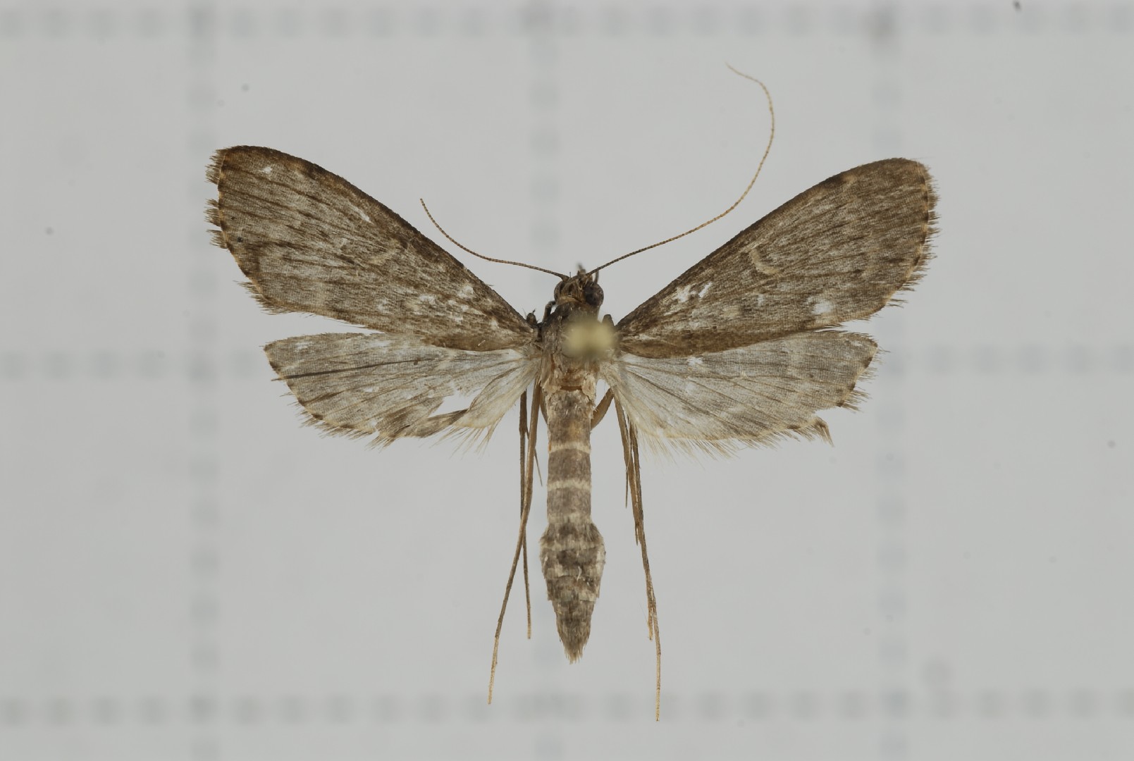 Symmoracma (Symmoracma)