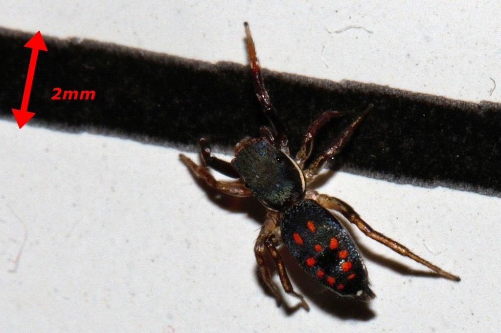 Natta jumping spider