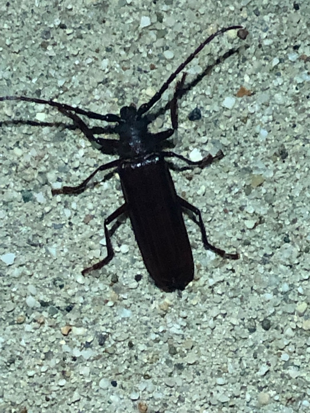 Derobrachus hovorei (Derobrachus hovorei) - Picture Insect