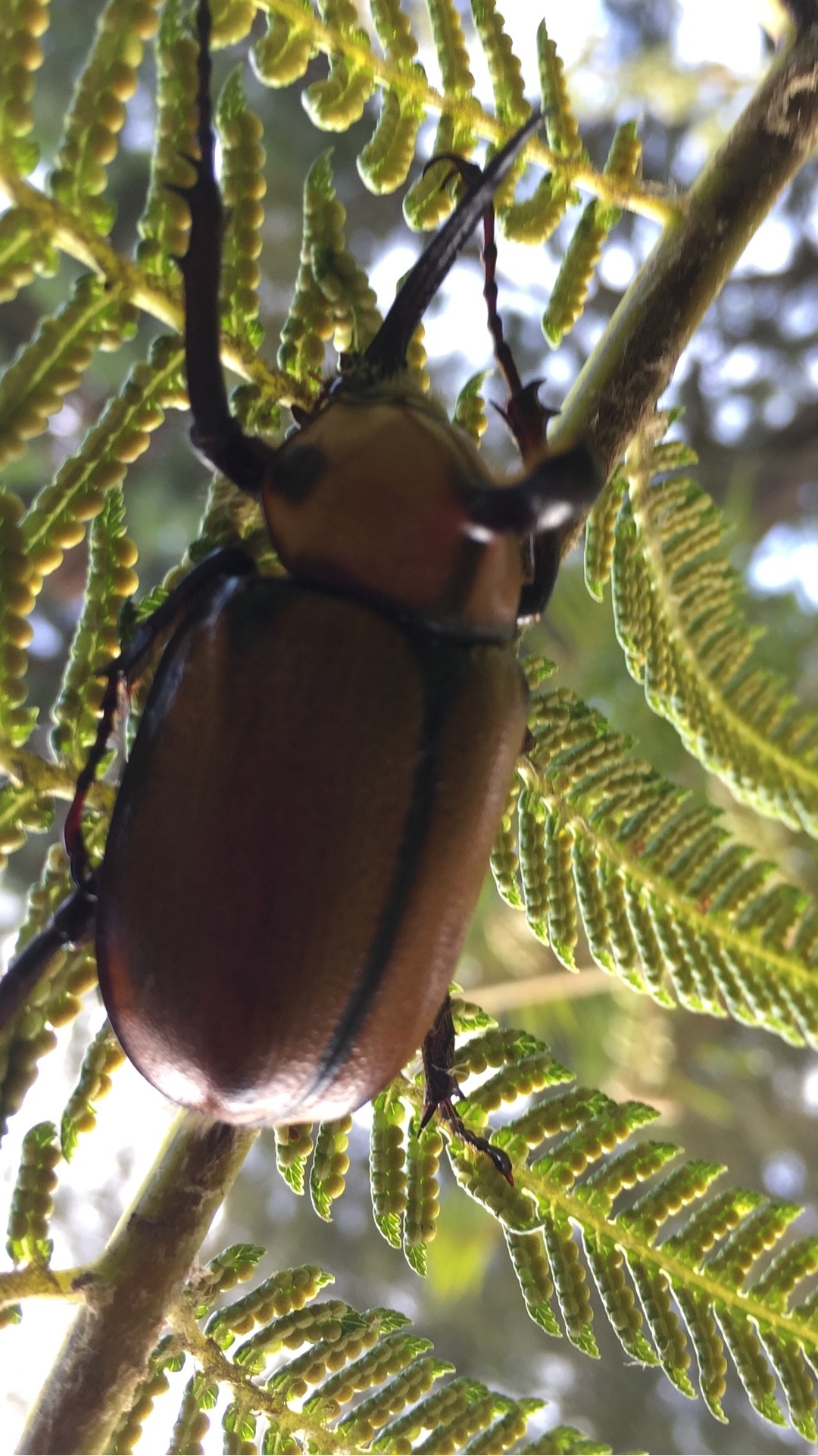 ノコギリタテヅノカブト（鋸楯角兜） (Golofa porteri) - Picture Insect