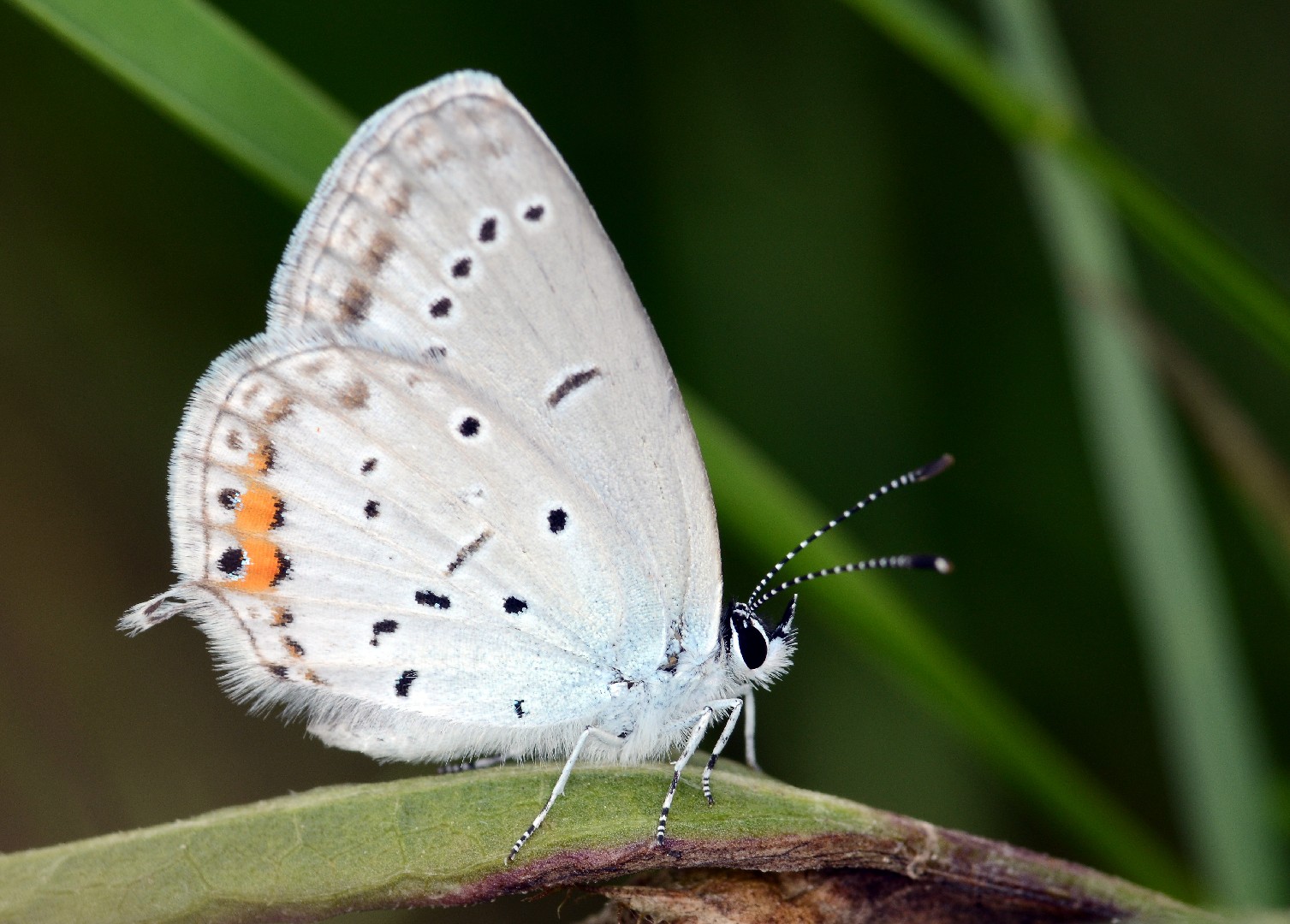 Short-tailed blue