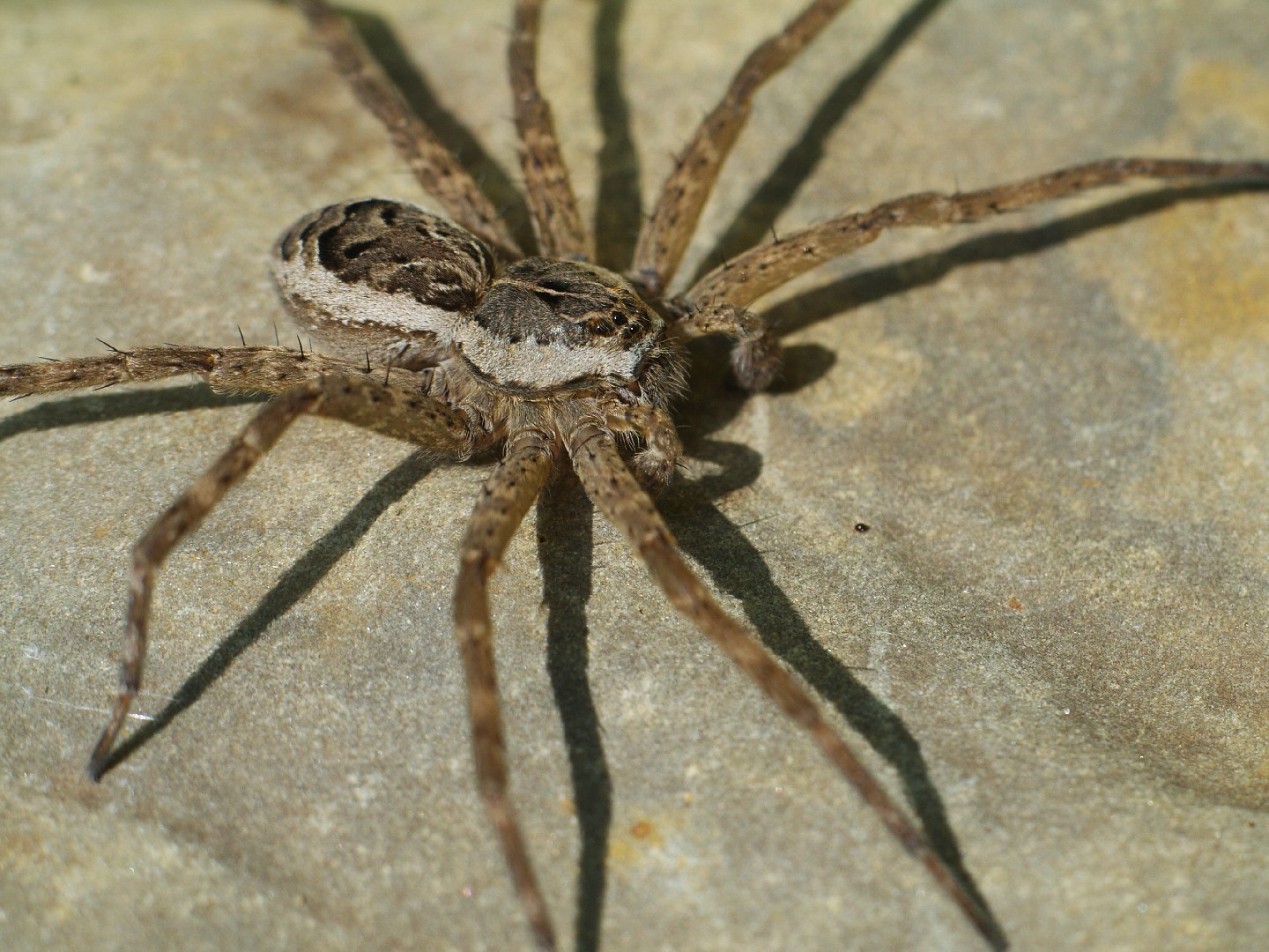 Dolomedes scriptus (Dolomedes scriptus) - Picture Insect