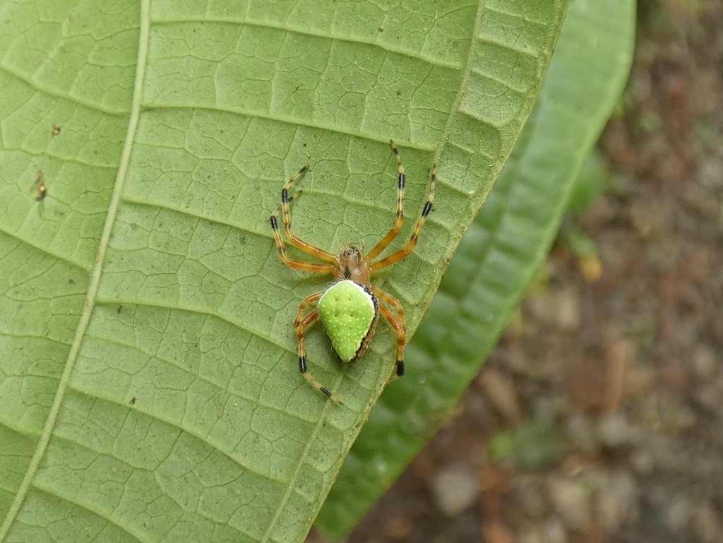 Eriophora nephiloides (Eriophora nephiloides) - Picture Insect