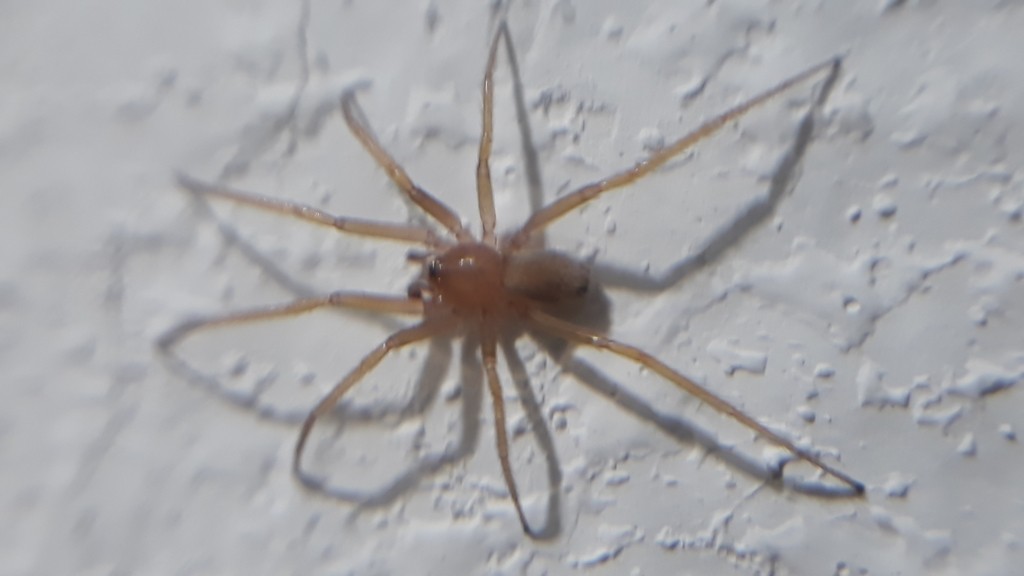 Cithaeron praedonius