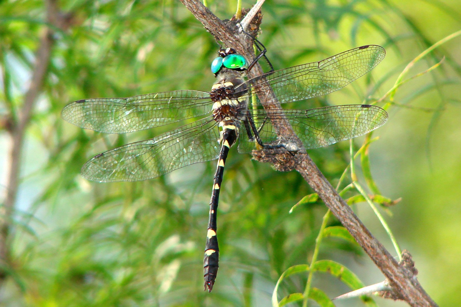 Libélulas crucero (Macromia)