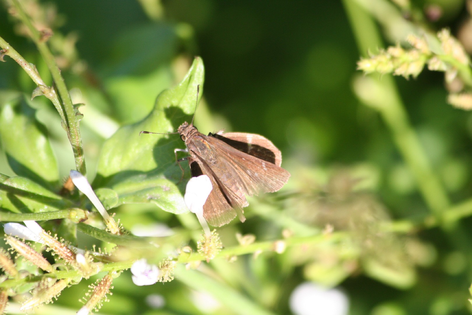 Mellana eulogius