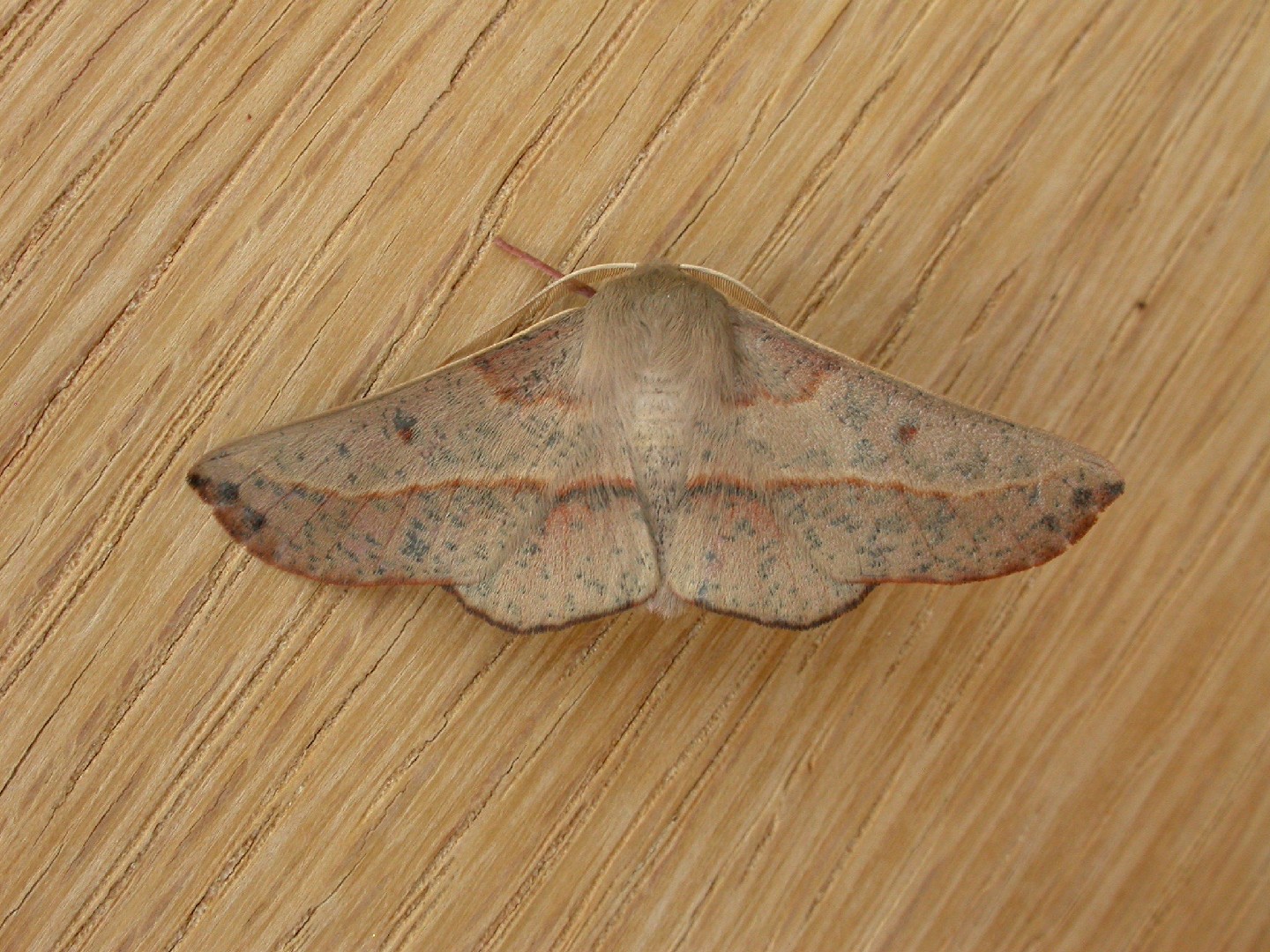 Antictenia (Antictenia)