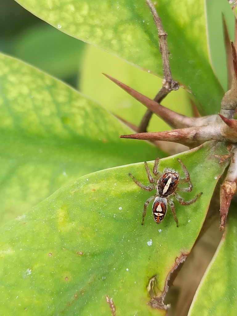 Jumping spiders