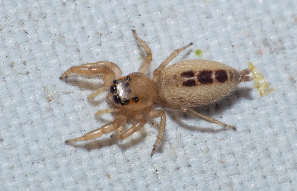 Cotinusa (Cotinusa)