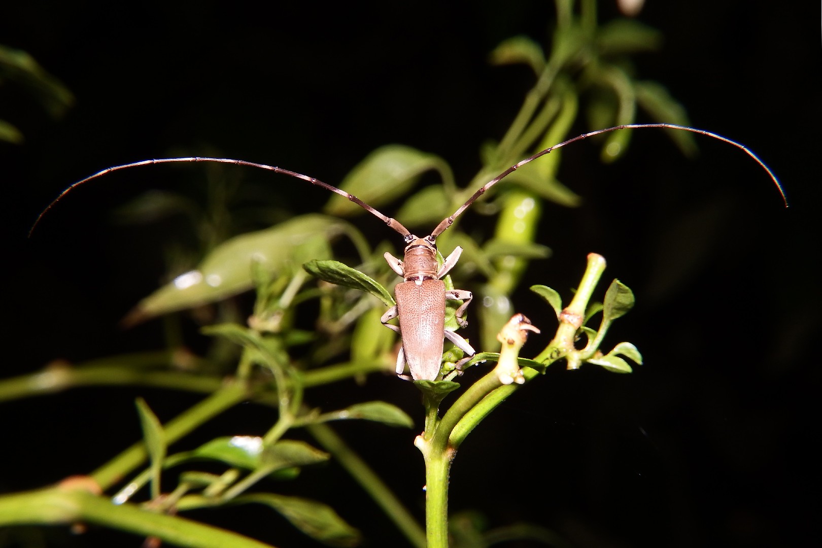 Cerosterna (Cerosterna)