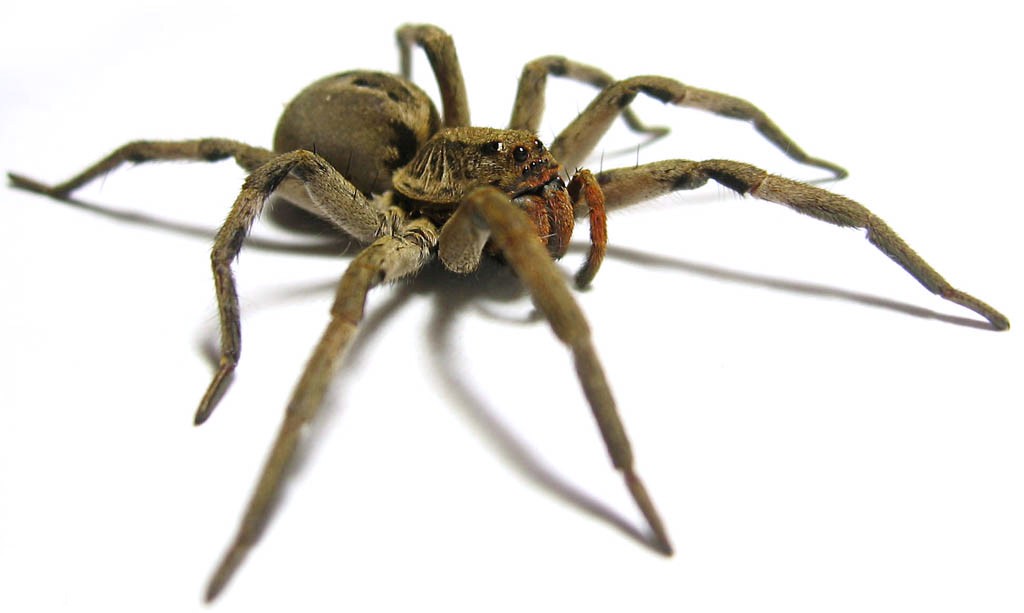 Arañas lobo robustas (Lycosa)