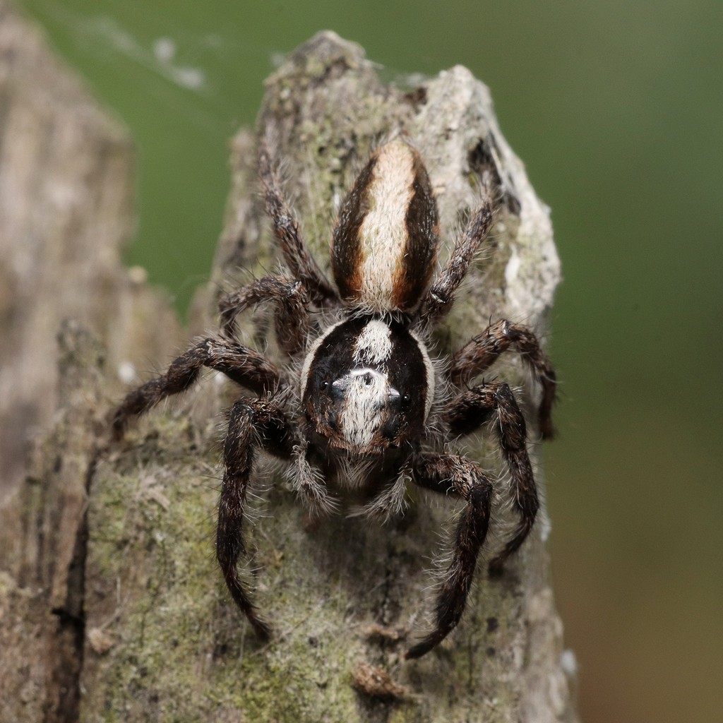 Megafreya sutrix