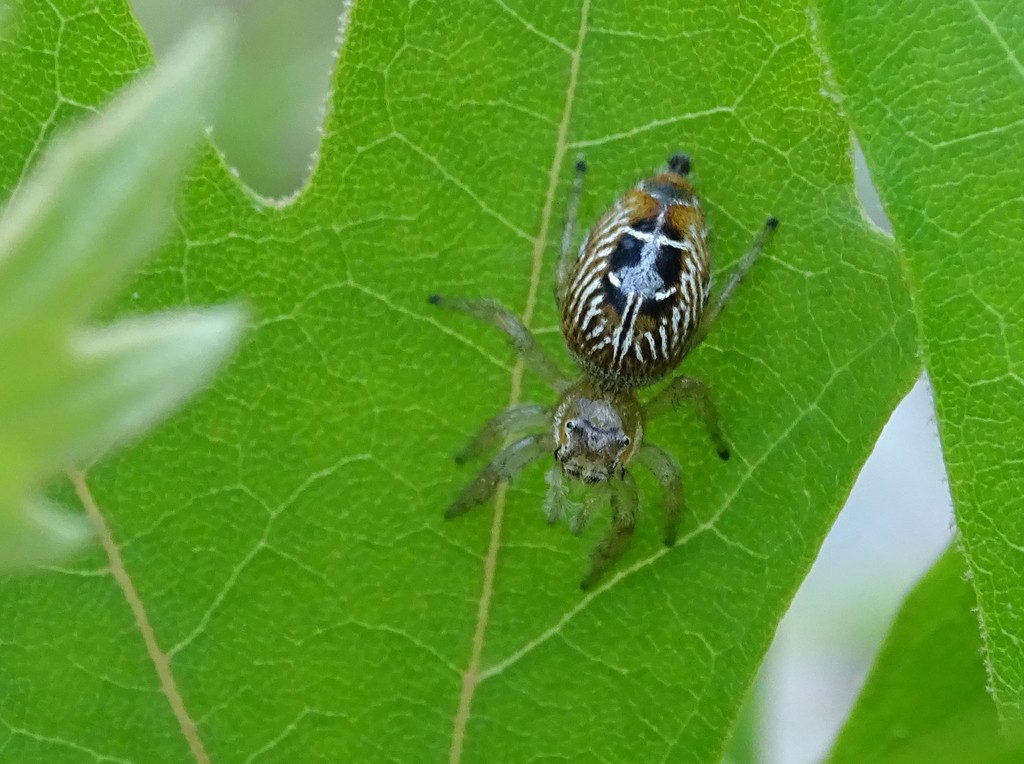Thyene imperialis