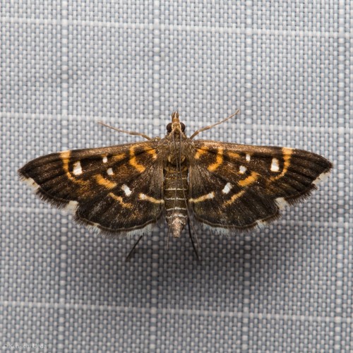 Harlequin webworm moth