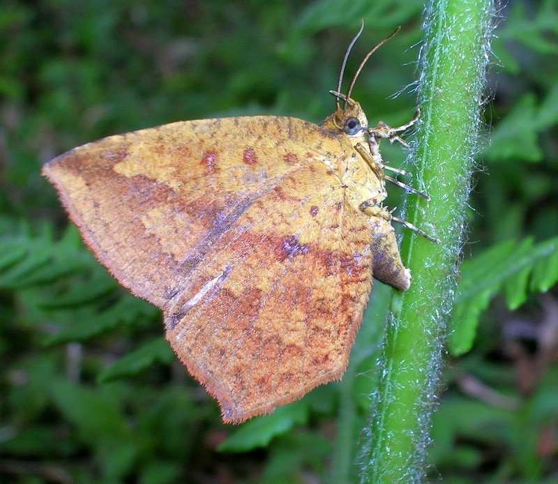 Tetragonus (Tetragonus)