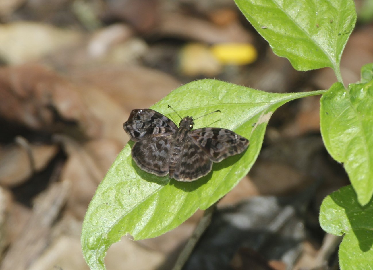 Gorgythion (Gorgythion)