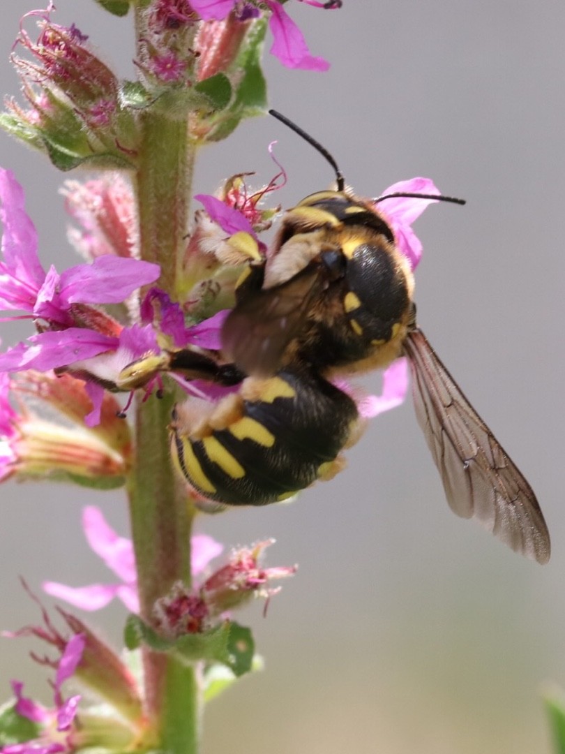 Anthidium (Anthidium)