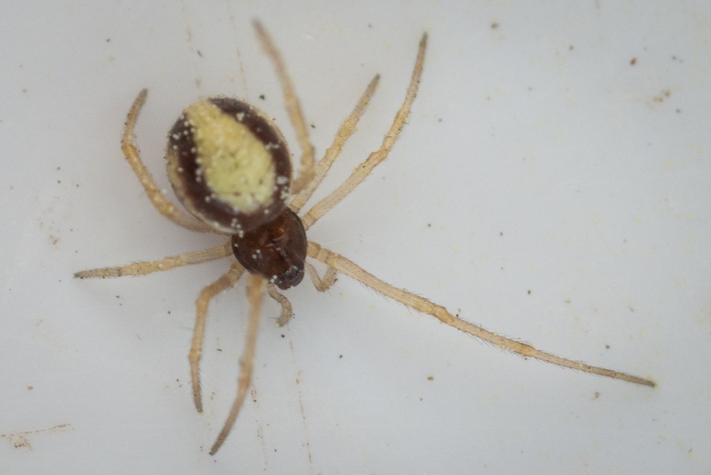 Neottiura cobweb spiders (Neottiura)