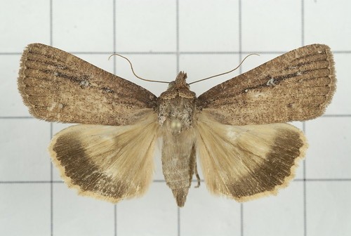 Perinaenia (Perinaenia)