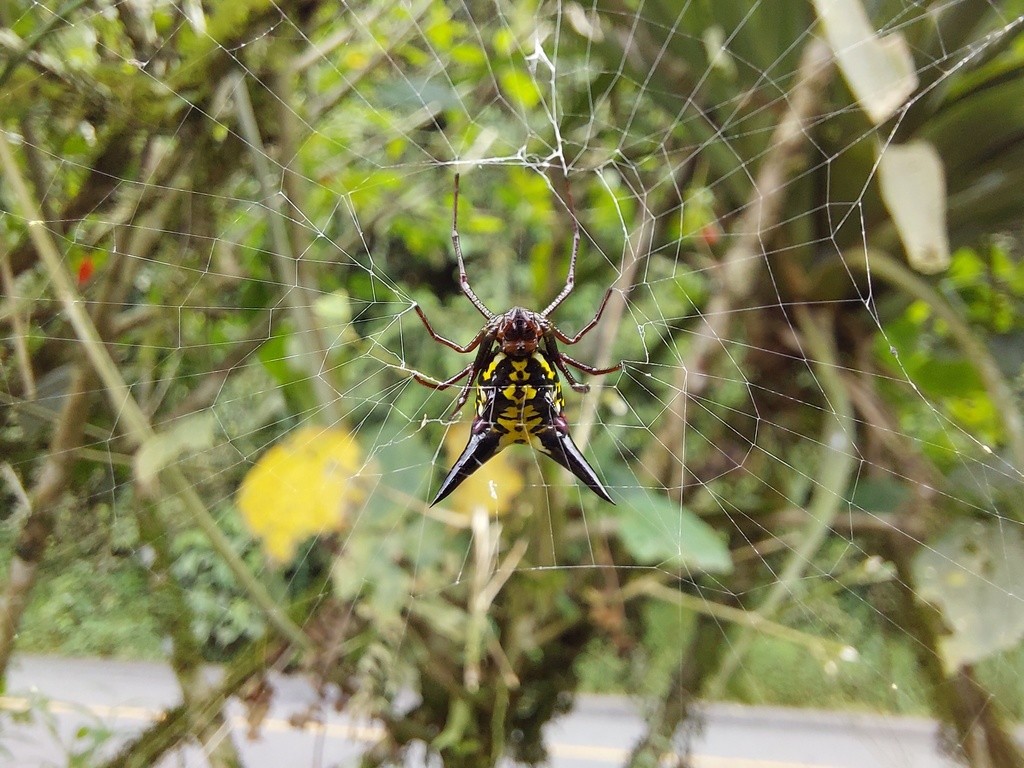 Micrathena raimondi (Micrathena raimondi) Picture Insect