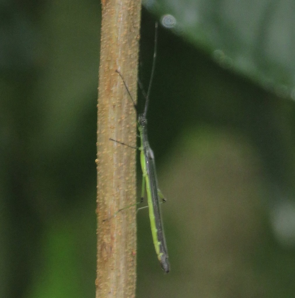 Parastratocles (Parastratocles)