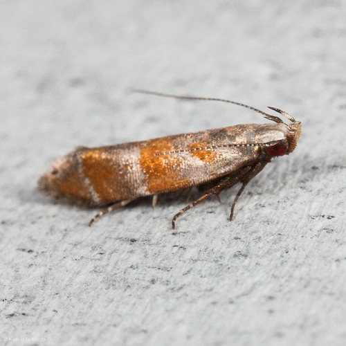 Battaristis (Battaristis)